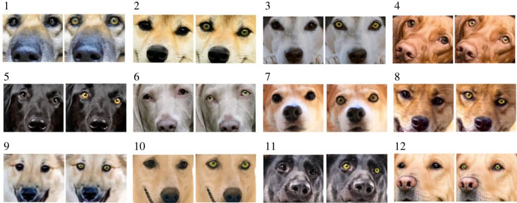 Изображения собак, которые оценивали люди / © Royal Society Open Science