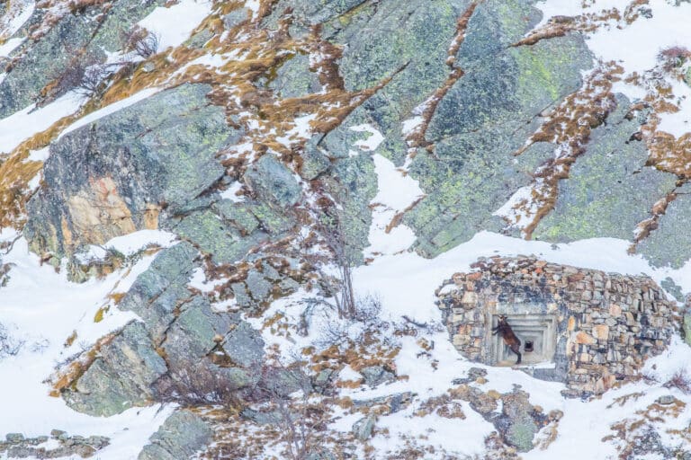 Второе место в категории «Геология»: часть стены бункера времен Второй мировой войны в Альпах / © Filippo Carugati