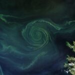 Одноклеточные зеленые водоросли в космосе и на Земле