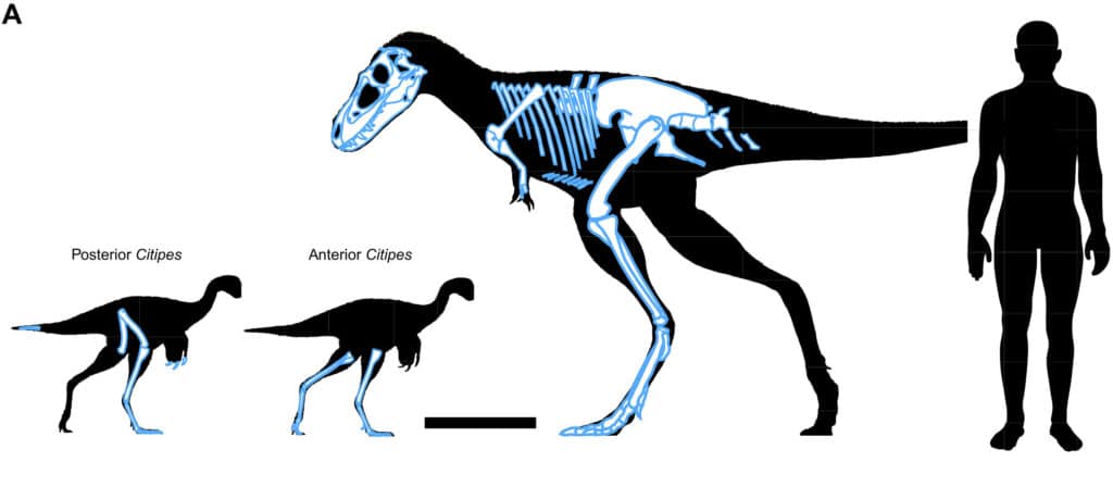 Тираннозавр с двумя трупами в желудке