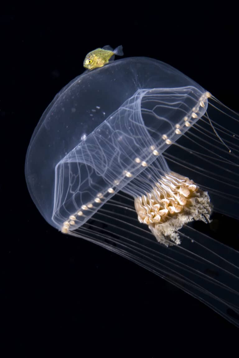 Победитель в категории «Поведение животных»: медуза всплывает на поверхность океана /  © Tom Shlesinger