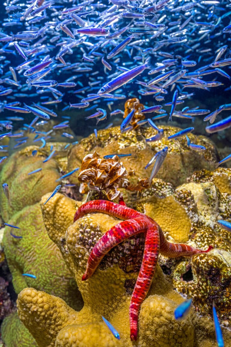  Победитель в категории «Экология»: ночная жизнь кораллового рифа / © Tom Shlesinger
