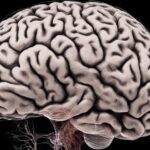 Как ученые исследуют человеческий мозг?