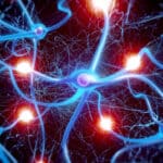 Биология вечной жизни: как нейронаука борется со старением мозга