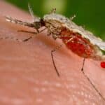 Глобальное потепление негативно сказалось на здоровье комаров
