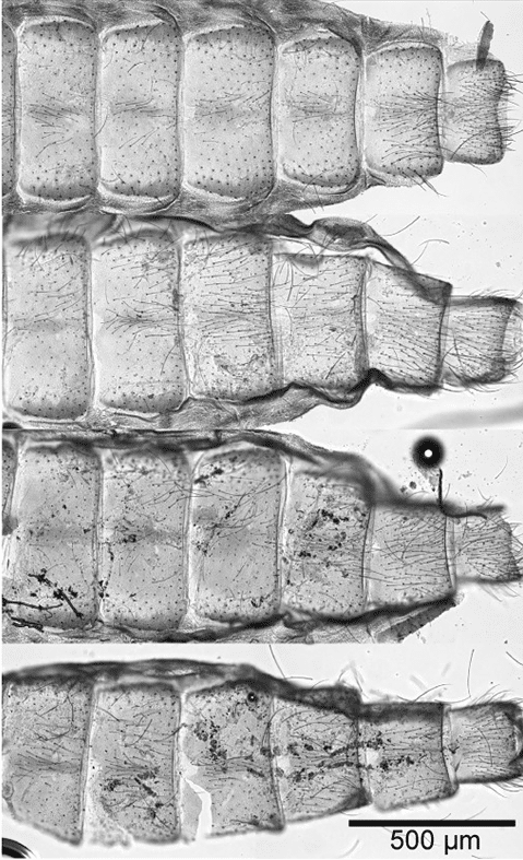 Репрезентативные изображения меланизации (темные пятна — отложения меланина) на дорсальной брюшной стенке однодневных комаров, выращенных при 27°C / © L. E. Martin et al, PLOS Pathogens (2024)