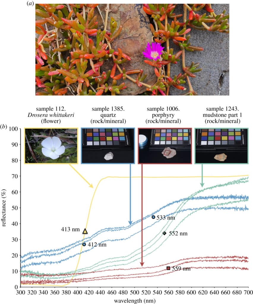 Контраст цветов на природном фоне. a) Выделение цветка карпобротуса (Carpobrotus sp.); b) Выделение отражаемого спектра росянки и минеральных образцов / © Alan Dorin et al.