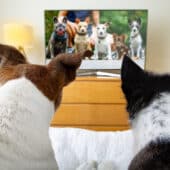 Собаки у телевизора