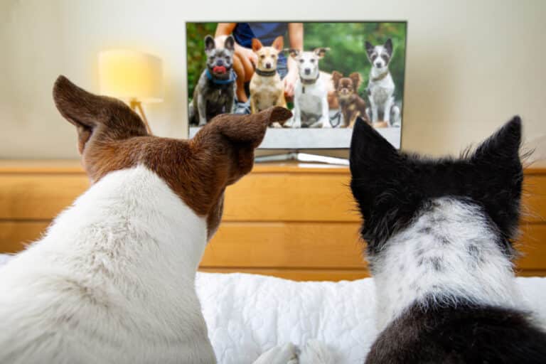 Собаки у телевизора