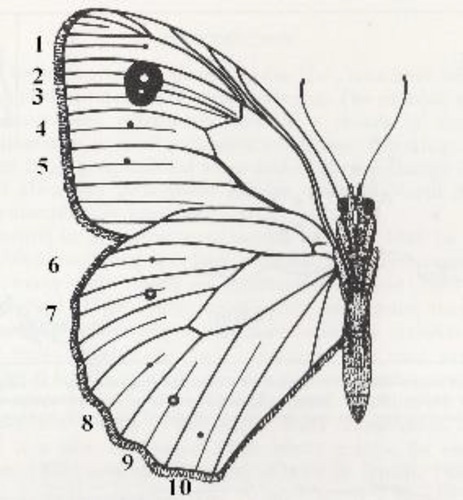 Система оценки пятен бабочки воловий глаз (Maniola jurtina) / © Sophie Mowbray et al.