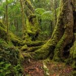Старовозрастные леса и углерод