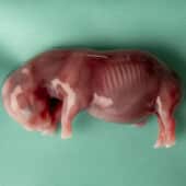 Эмбрион белого носорога