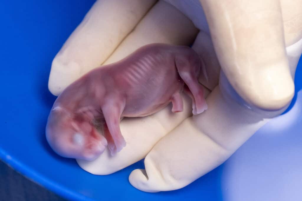 Эмбрион носорога