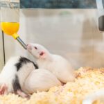 Мышьяк в питьевой воде вызвал диабет у самцов, но не самок мышей