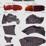 Найдена древнейшая в мире окаменелая кожа