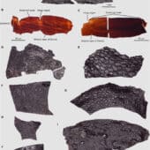 Исследуемые кусочки кожи ранней рептилии в разных проекциях