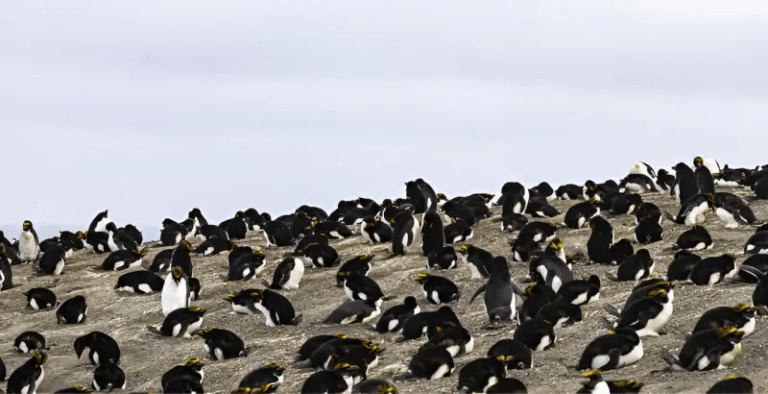 Пингвины на острове / © BAS