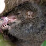 Секс до смерти и каннибализм: биологи рассказали о жизни сумчатых мышей из Австралии