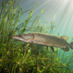 Биологи изучили паразитов рыб в реках России