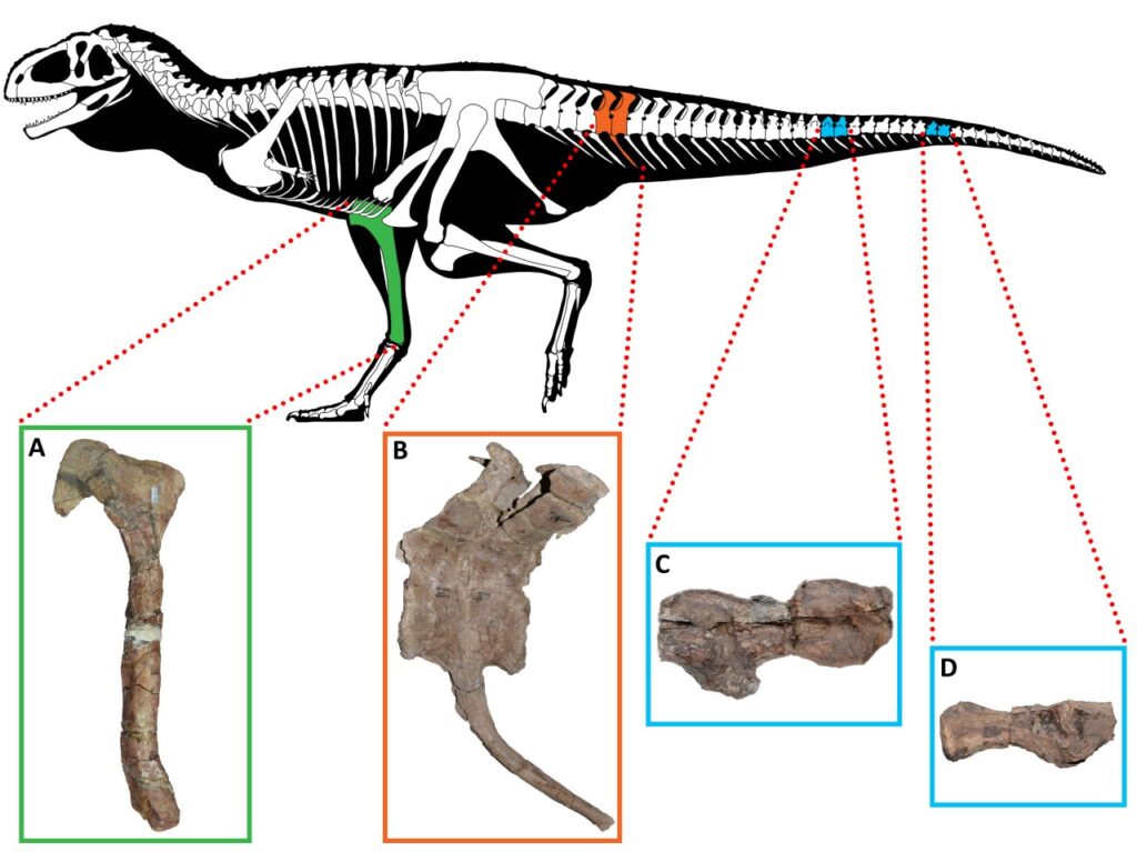 кости динозавра