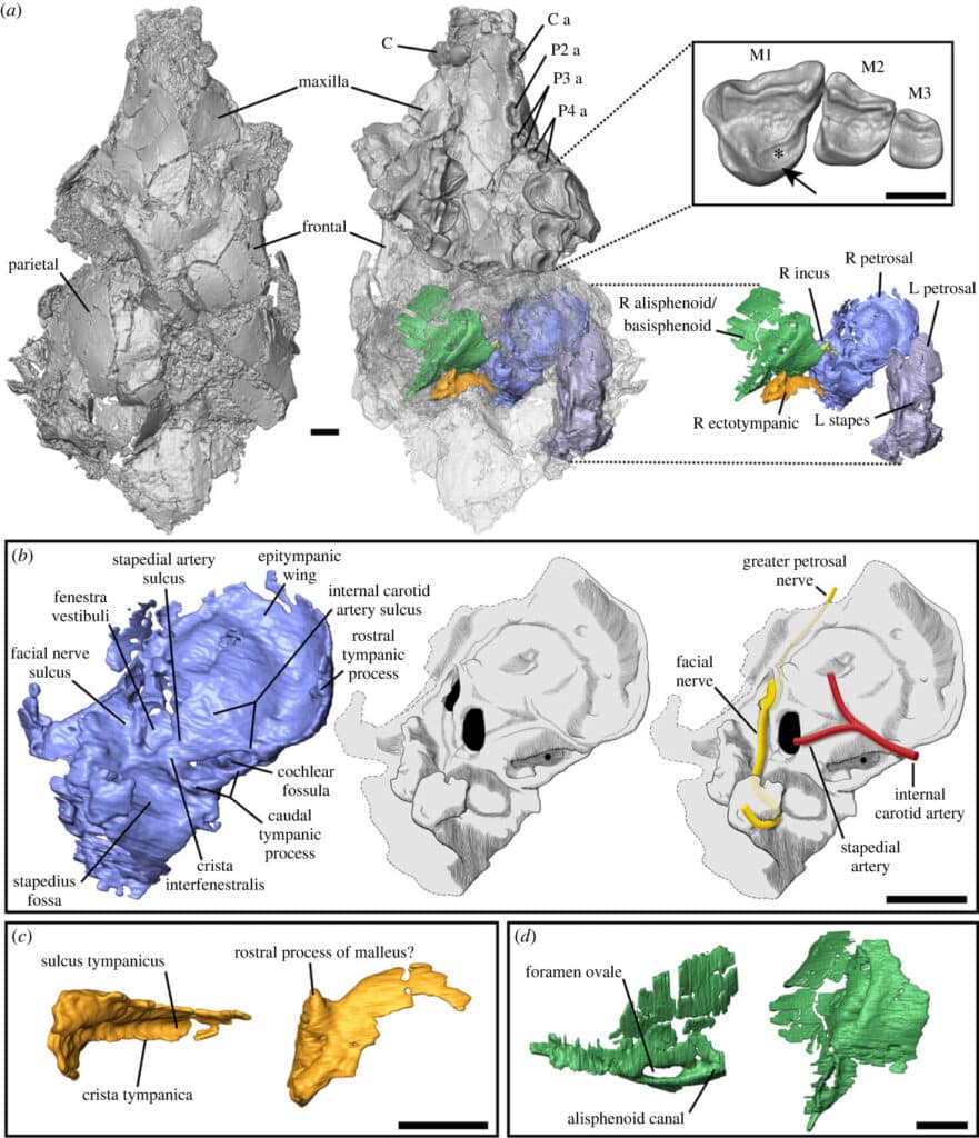 Трехмерные модели черепа Zanycteris paleocenus