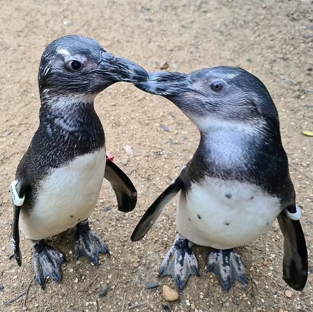 Кальмар и Пингвин / © SWNS