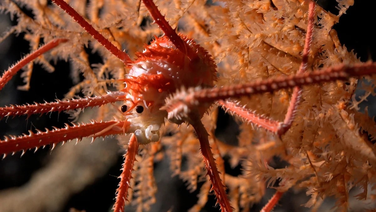 Приземистый омар / © Schmidt Ocean Institute