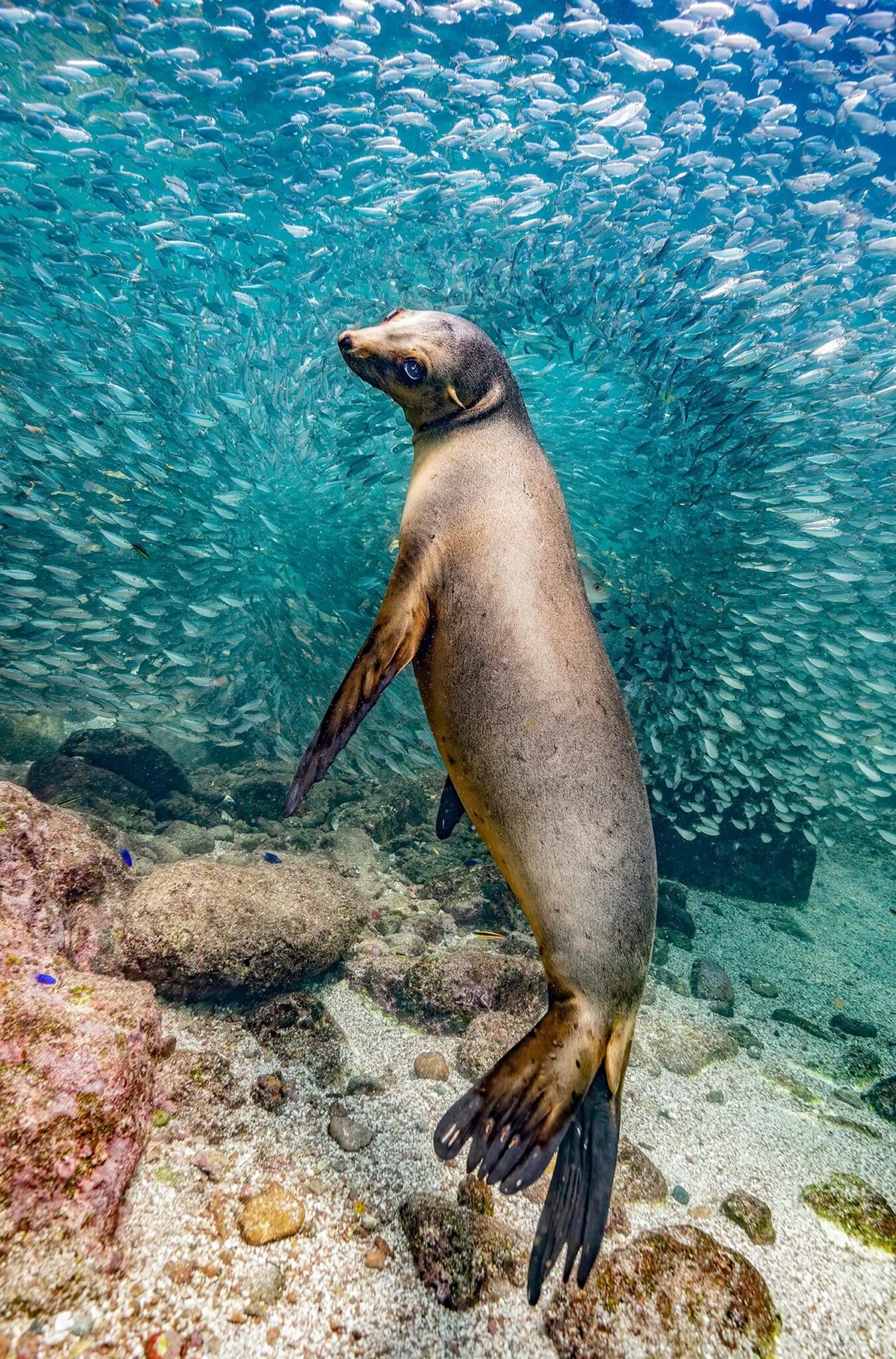 Названы победители конкурса снимков дикой природы The Nature Photography  Contest 2023