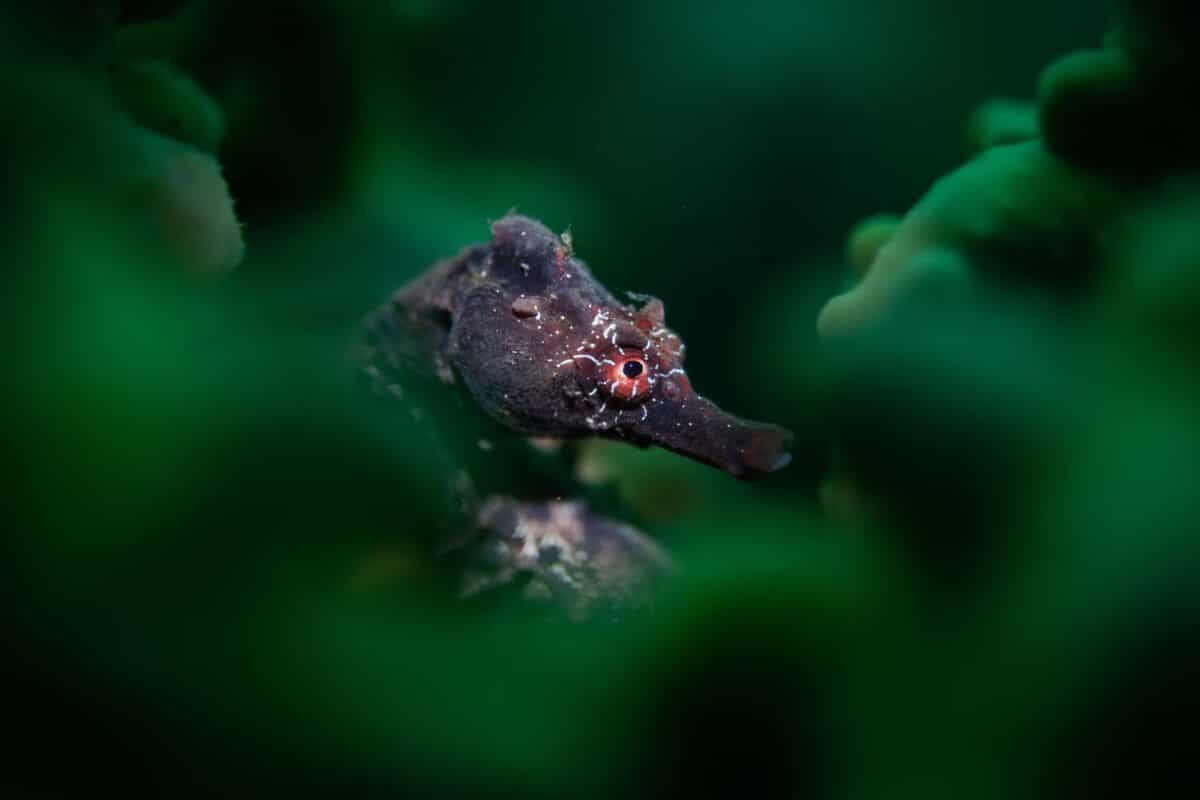 Победитель в категории «Макрофотография», морской конек / © Talia Greis 