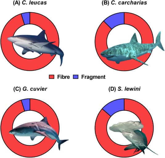 Количество микропластика и непластичных волокон на одну акулу четырех видов (красным цветом показаны волокна, фиолетовым — фрагменты микропластика) / © Chemosphere