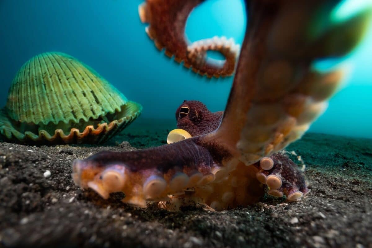 Высокая оценка, осьминог атакует камеру фотографа / © Enrico Somogyi 