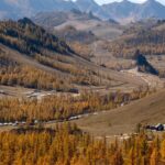 В НИУ ВШЭ узнали, находятся ли в безопасности леса Монголии