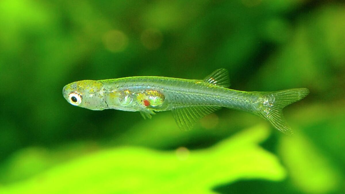 Danionella cerebrum — крошечная прозрачная рыбка семейства карповых