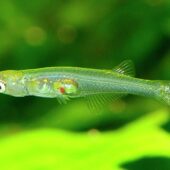 Danionella cerebrum — крошечная прозрачная рыбка семейства карповых