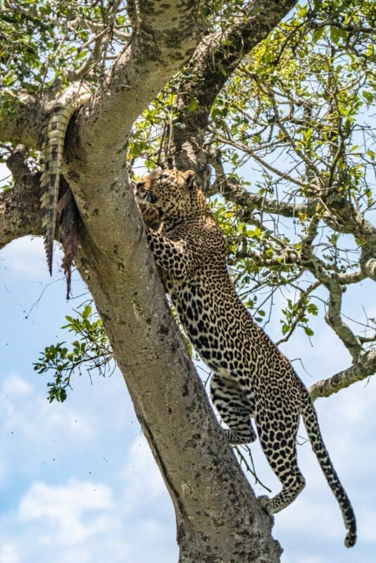 Леопард, поедающий крокодила на дереве / © Andrew Andrawes