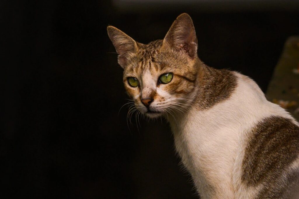 Грустная кошка