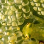 Размер яичек у самцов стеклянных лягушек оказался связан с отцовскими качествами