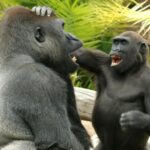 Ученые впервые задокументировали специфику юмора у высших приматов