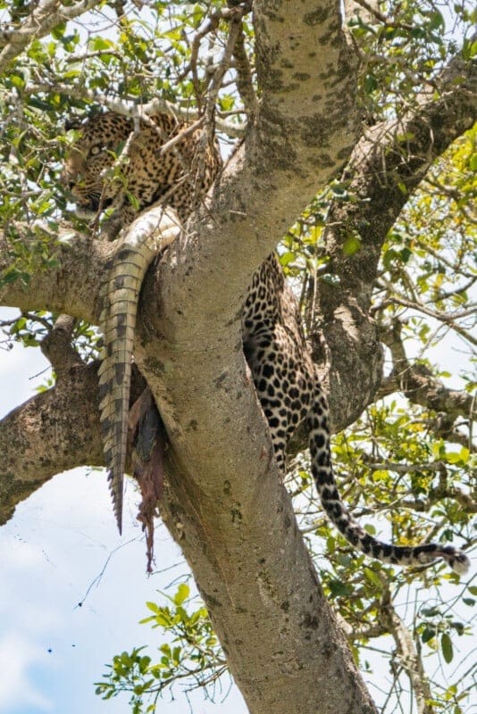 Леопард, поедающий крокодила на дереве / © Andrew Andrawes