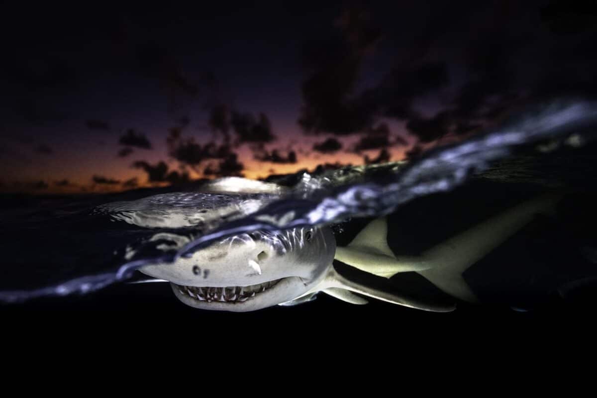 Высокая оценка, акула на Багамских островах / © Rodolphe Guignard