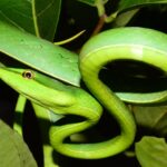 Биологи объяснили разнообразие змей «эволюционной сингулярностью»