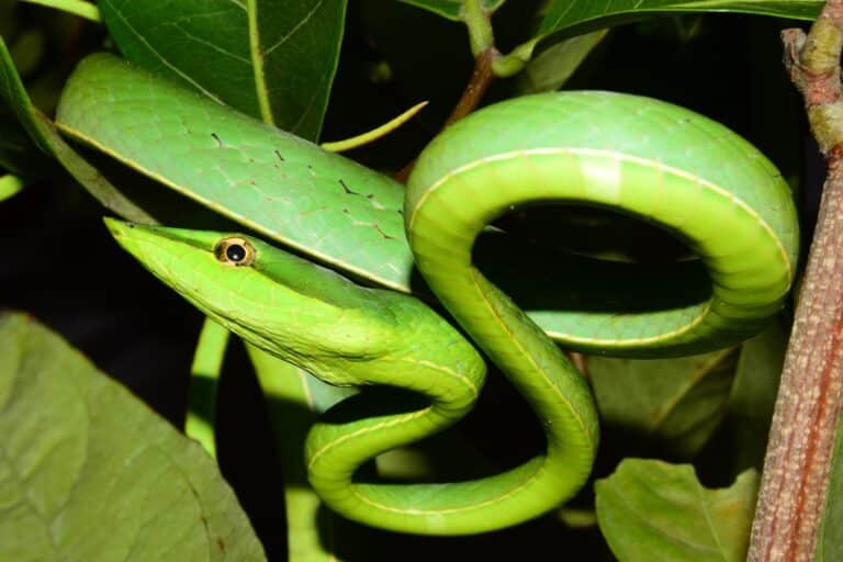 Блестящая остроголовая змея (Oxybelis fulgidus)