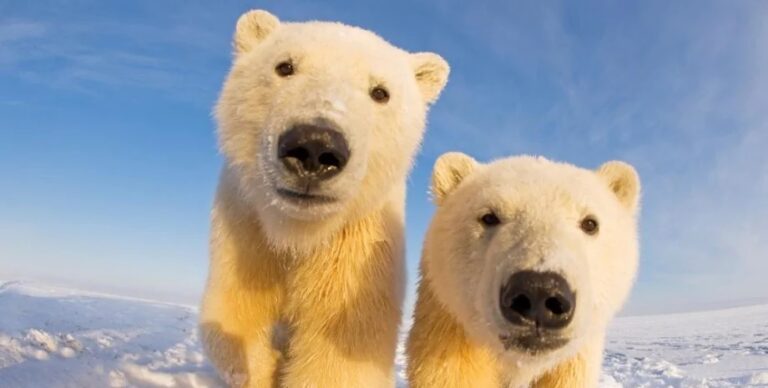 Белые медведи / © Polar Bear Facts 