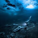 Объявлены победители конкурса «Подводный фотограф 2024 года»