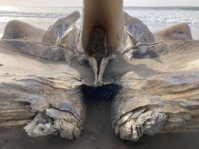 Череп, обнаруженный на калифорнийском пляже / © Yvonne Rew-Falk