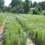 Биологи определили самые урожайные сорта льна