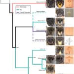 Открытие восьми новых видов пчел разрешило загадку Миченера