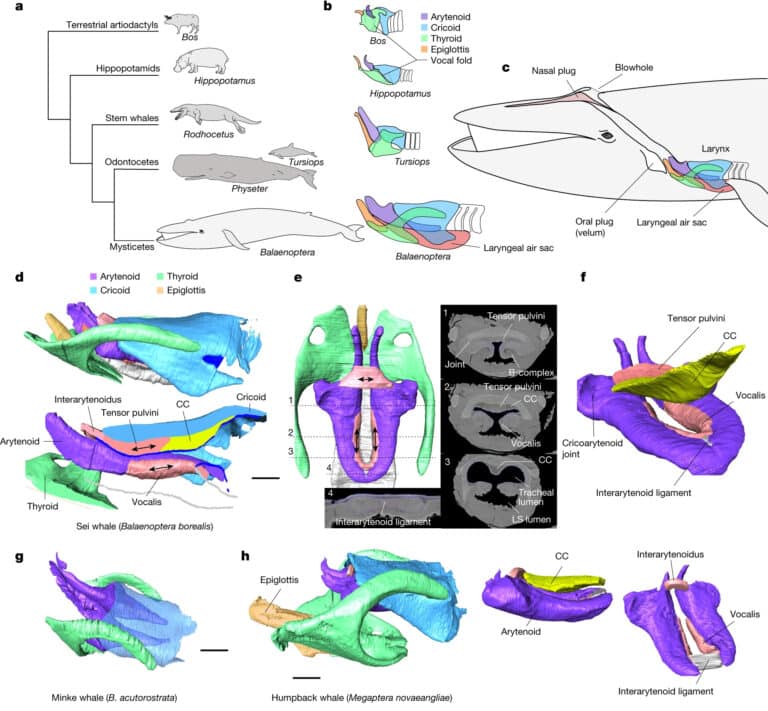 Схема адаптации анатомии гортани усатых китов