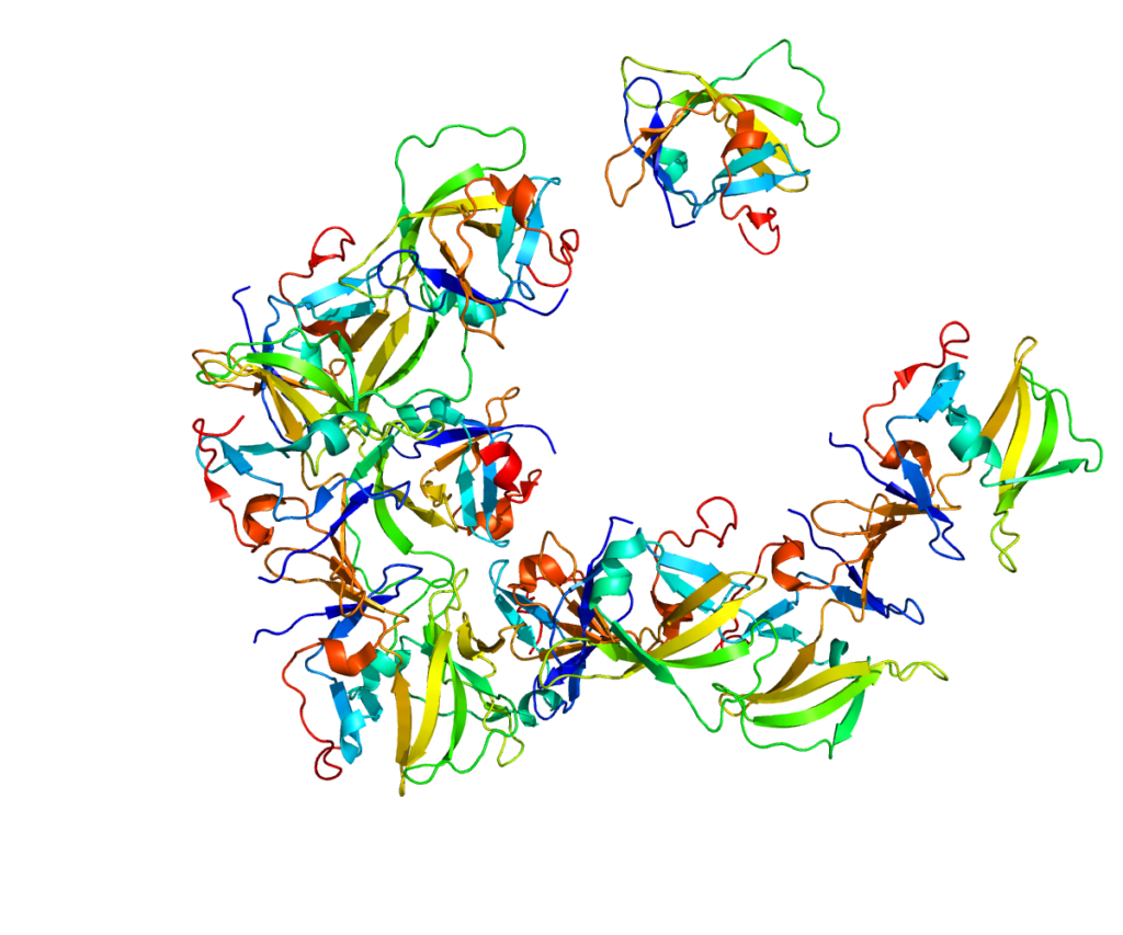 Структура рецептора RIG-I / © Wikimedia Commons