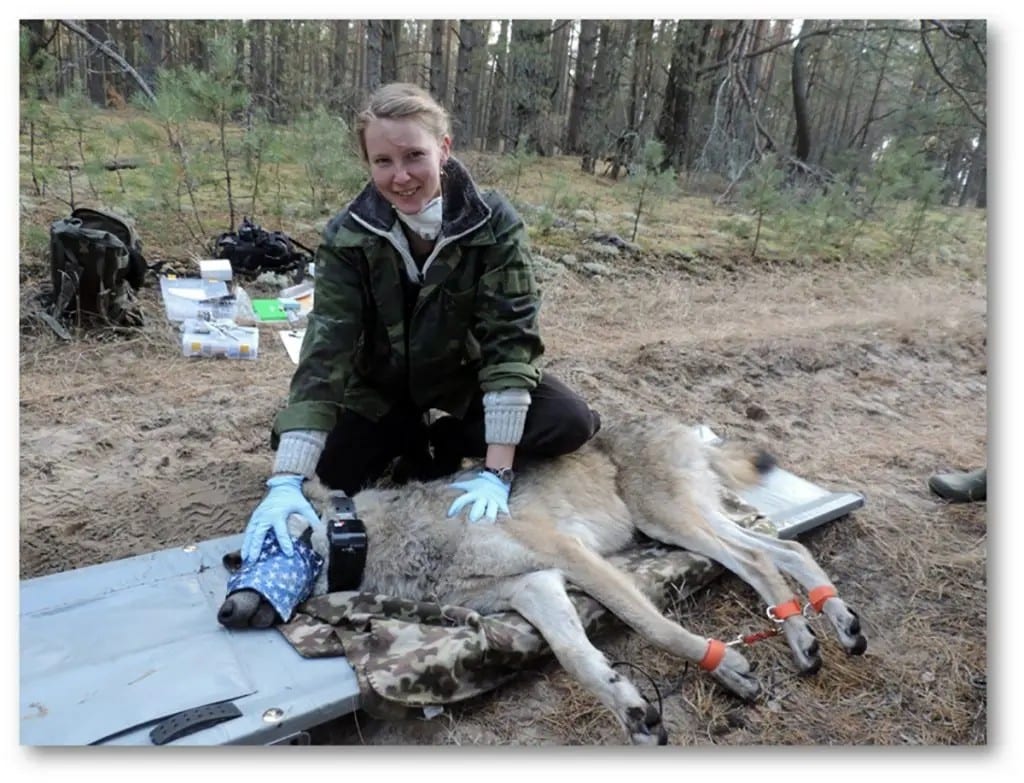 Биолог Кара Лав устанавливает на волка GPS-ошейник с дозиметром / © Finger Lakes Community College